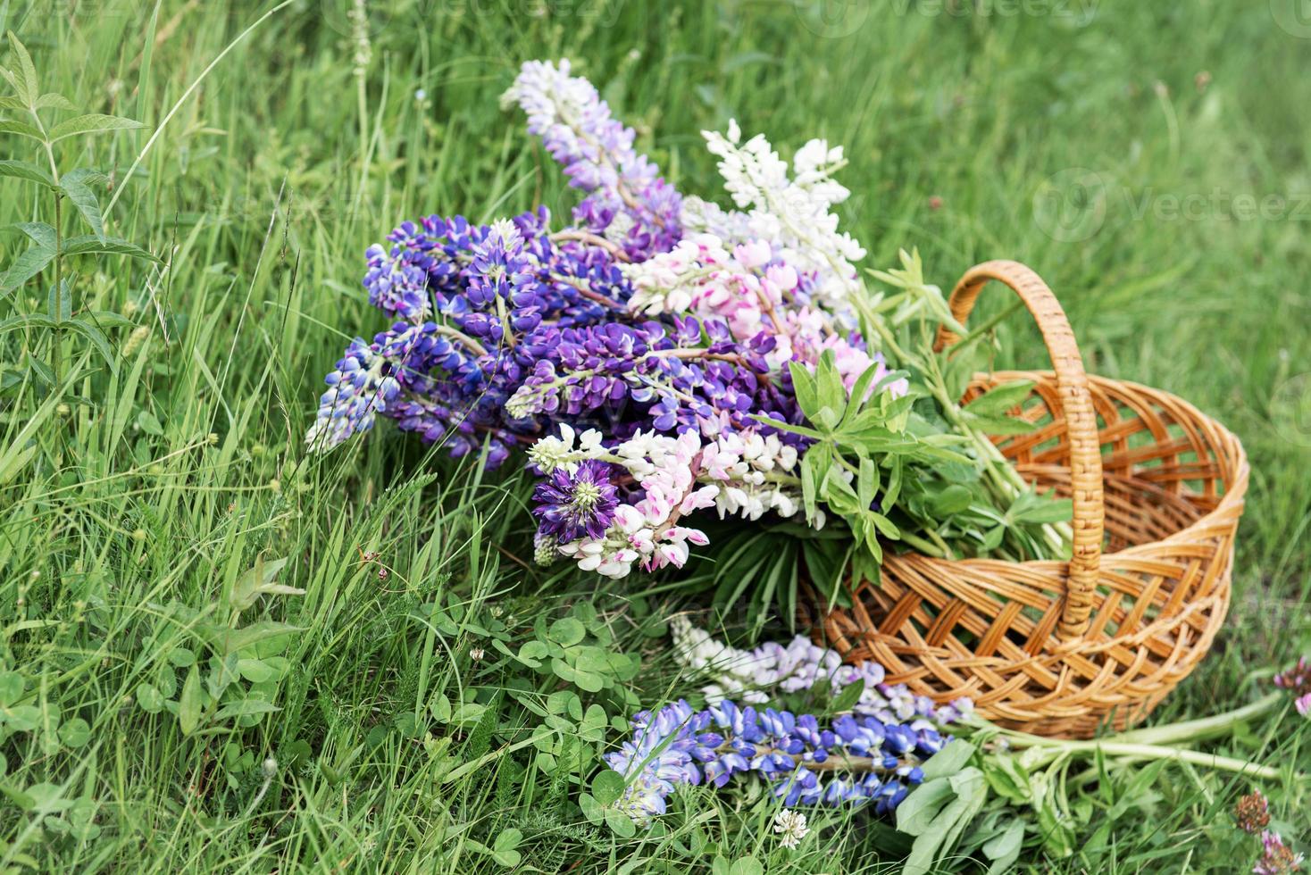 Basket with lupine flowers photo