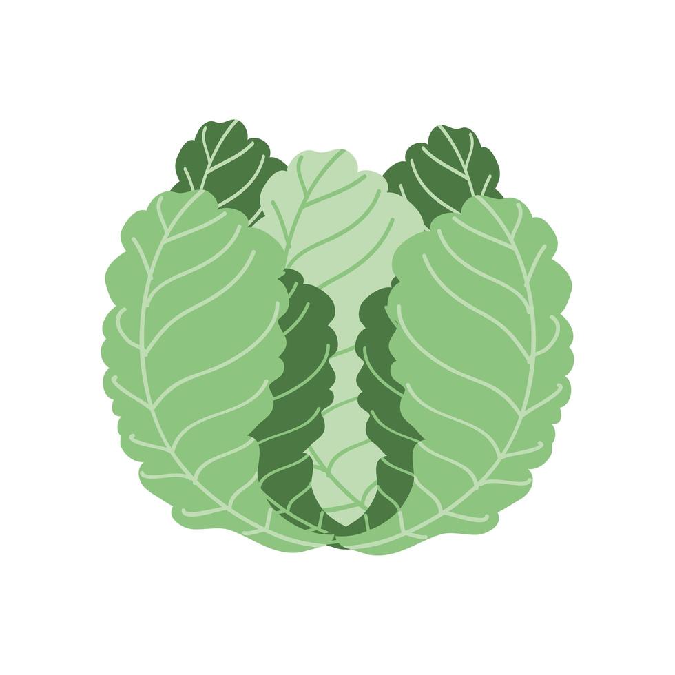 cabbage fresh icon vector