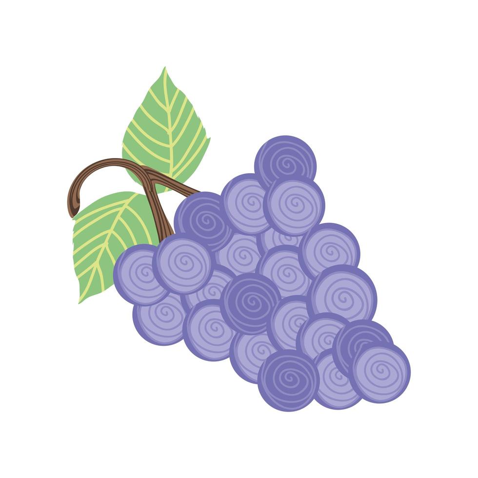 grapes fresh icon vector