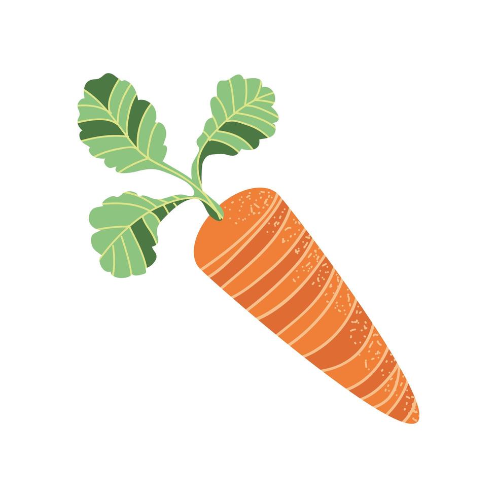 carrot fresh icon vector