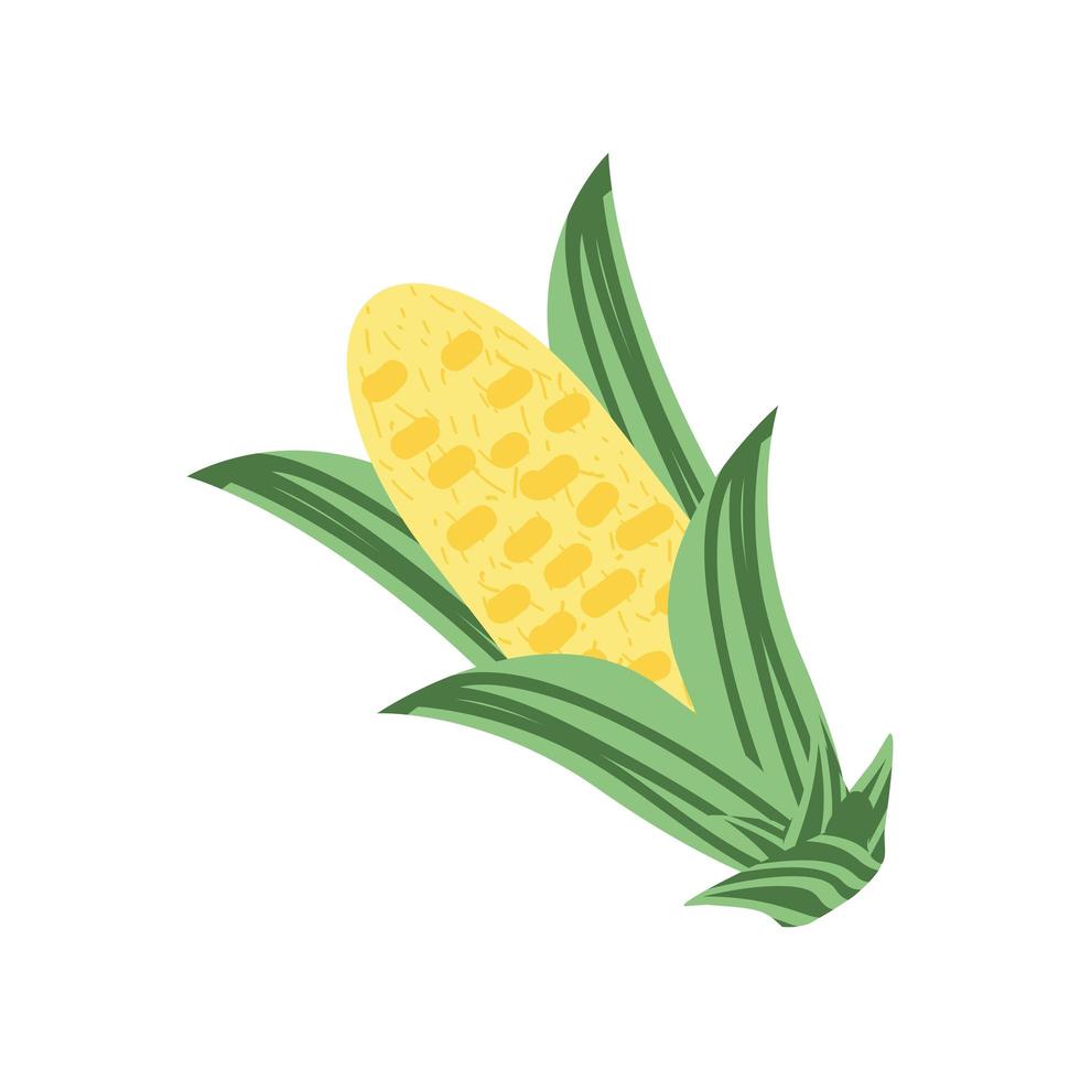 corn fresh icon vector