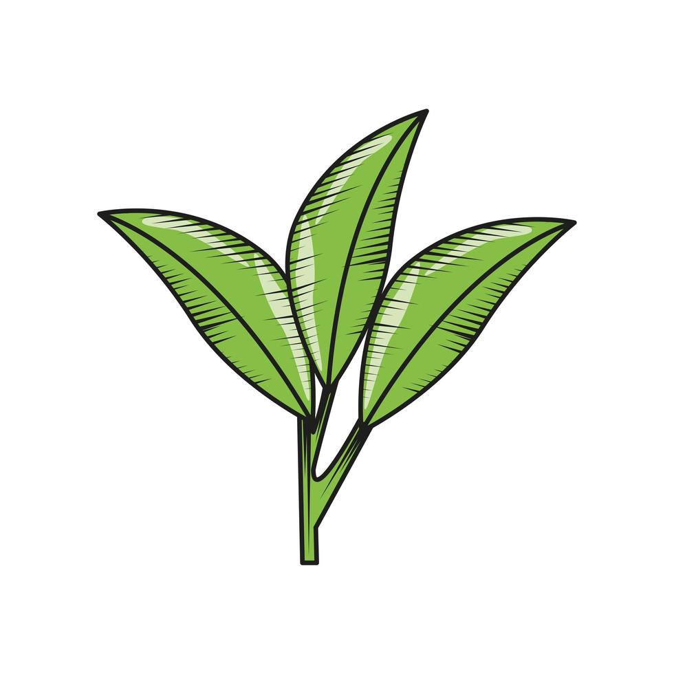 green leaf nature vector