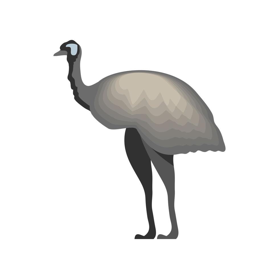 cassowary bird in australia vector