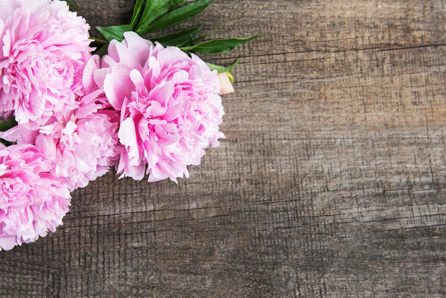 flores de peonía rosa foto