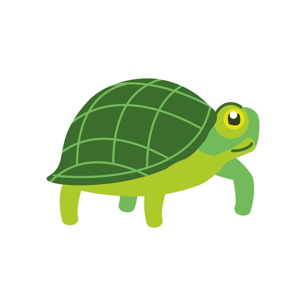 animal tortuga verde vector