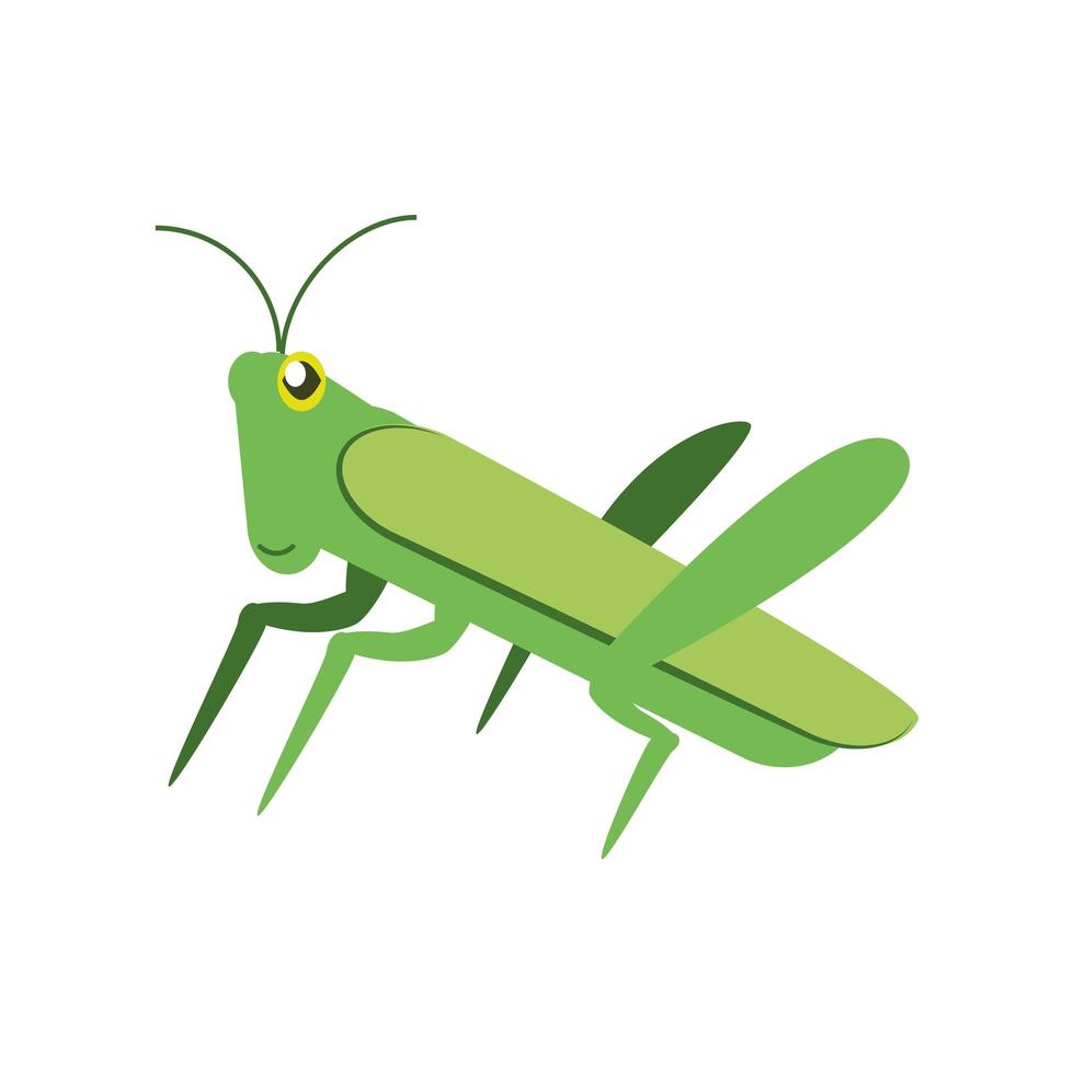 insecto grillo verde vector