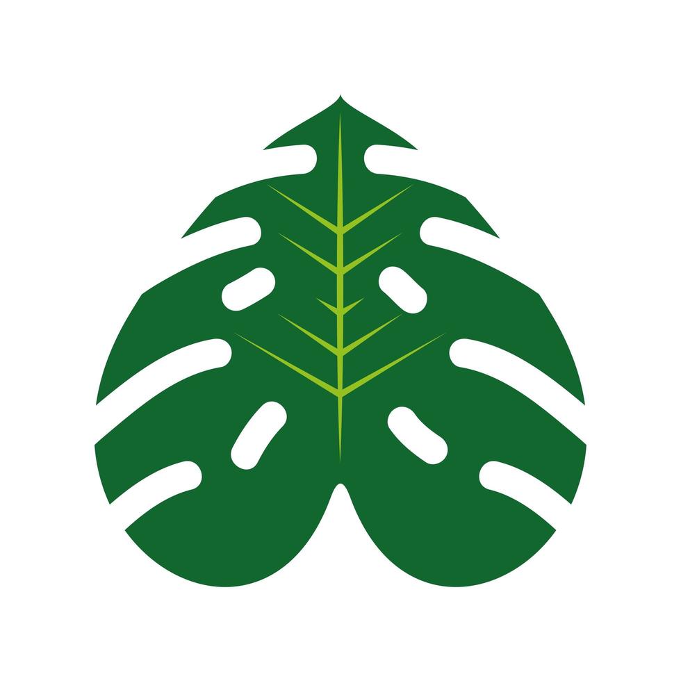 green monstera leaf vector
