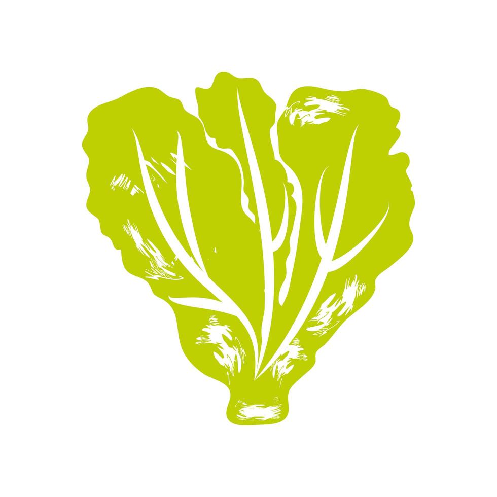 fresh lettuce icon vector