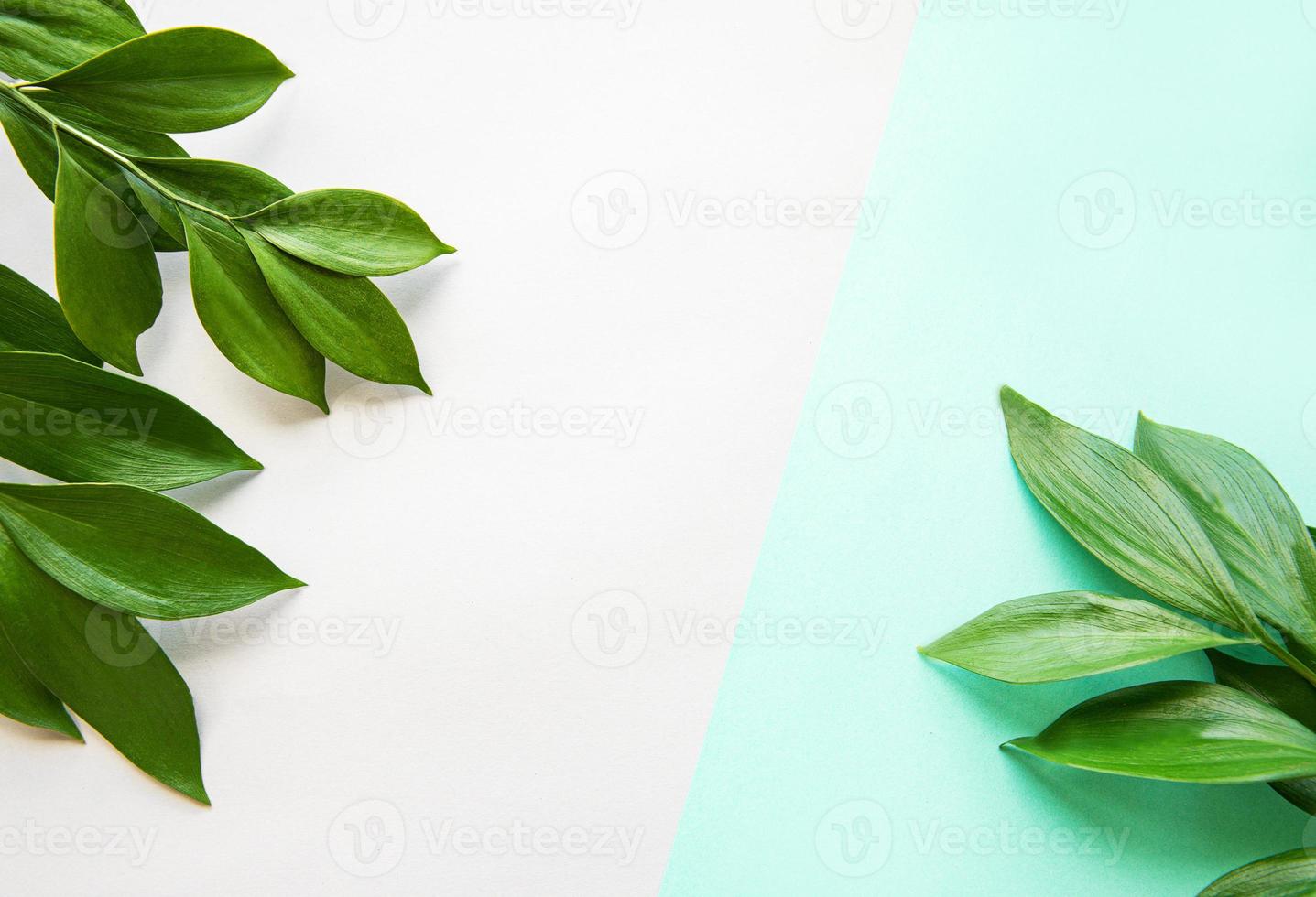 Green leaves on pastel background photo