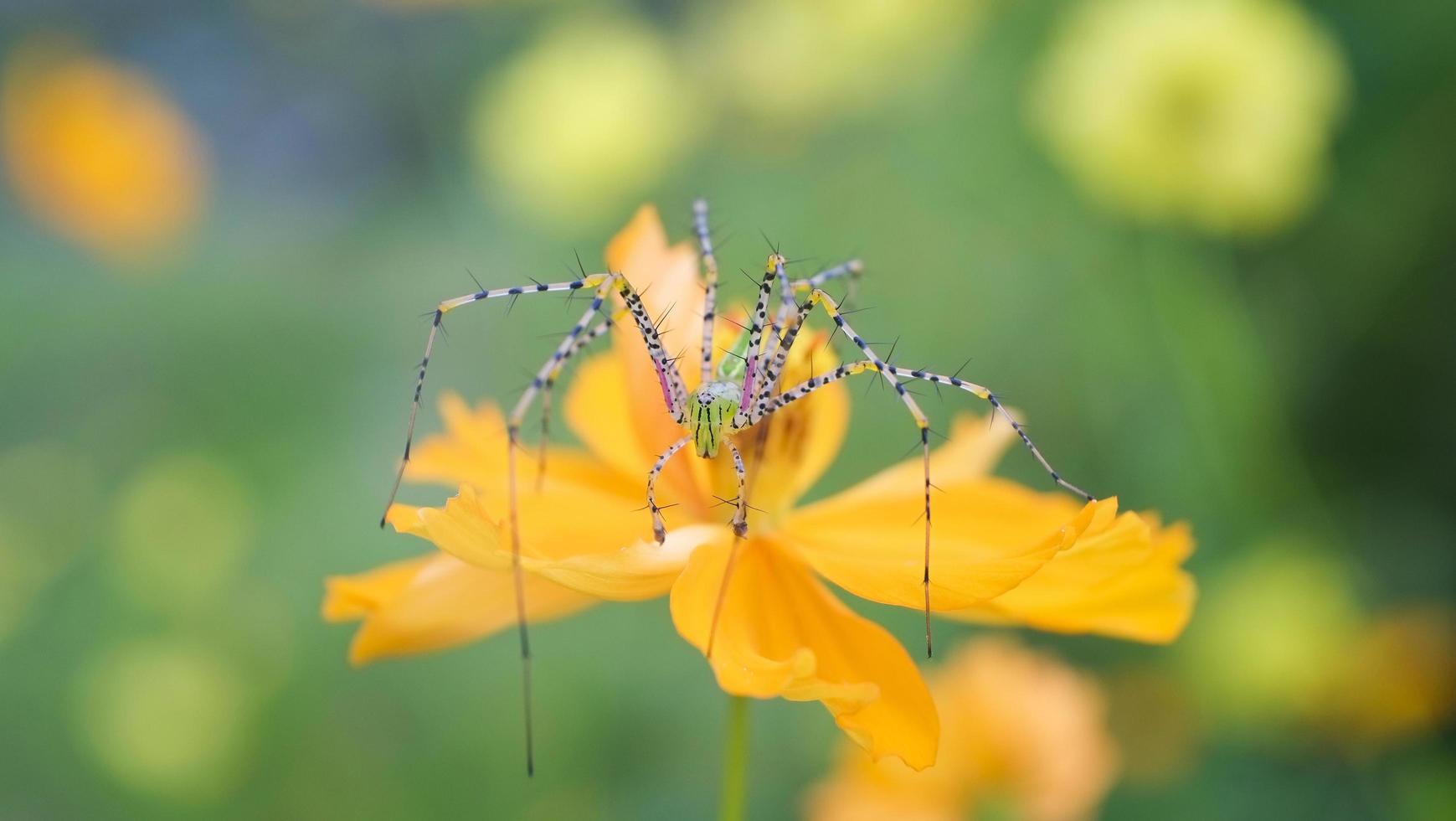 Macro de araña en la flor en la naturaleza de fondo verde - cerrar araña hermosa y colorida extraña rara foto