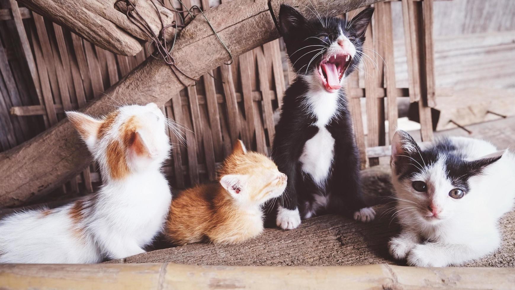 Group of kittens playing in the country house - Cute little cats multicolor lying on floor photo