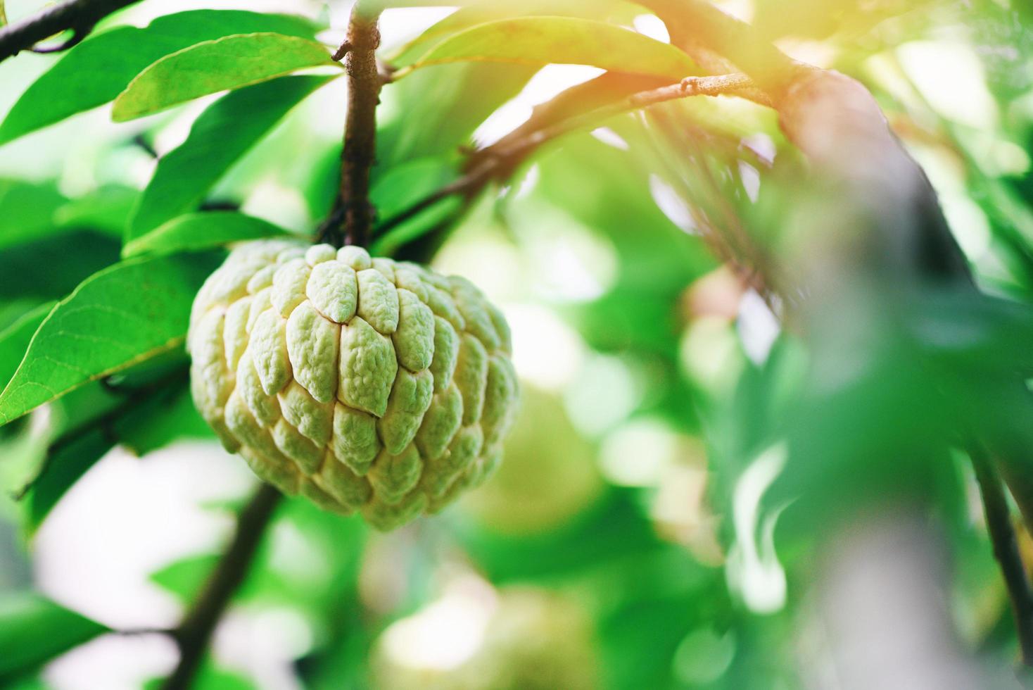 Manzana de azúcar fresca en el árbol en el jardín chirimoya de frutas tropicales sobre fondo verde de la naturaleza - annona sweetsop foto