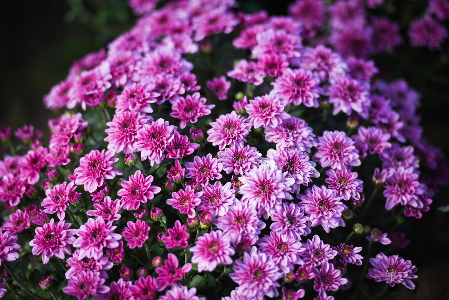 Cerca de manojo de flores crisantemo rosa púrpura hermoso fondo de textura flores de crisantemo decoración floreciente celebración del festival foto