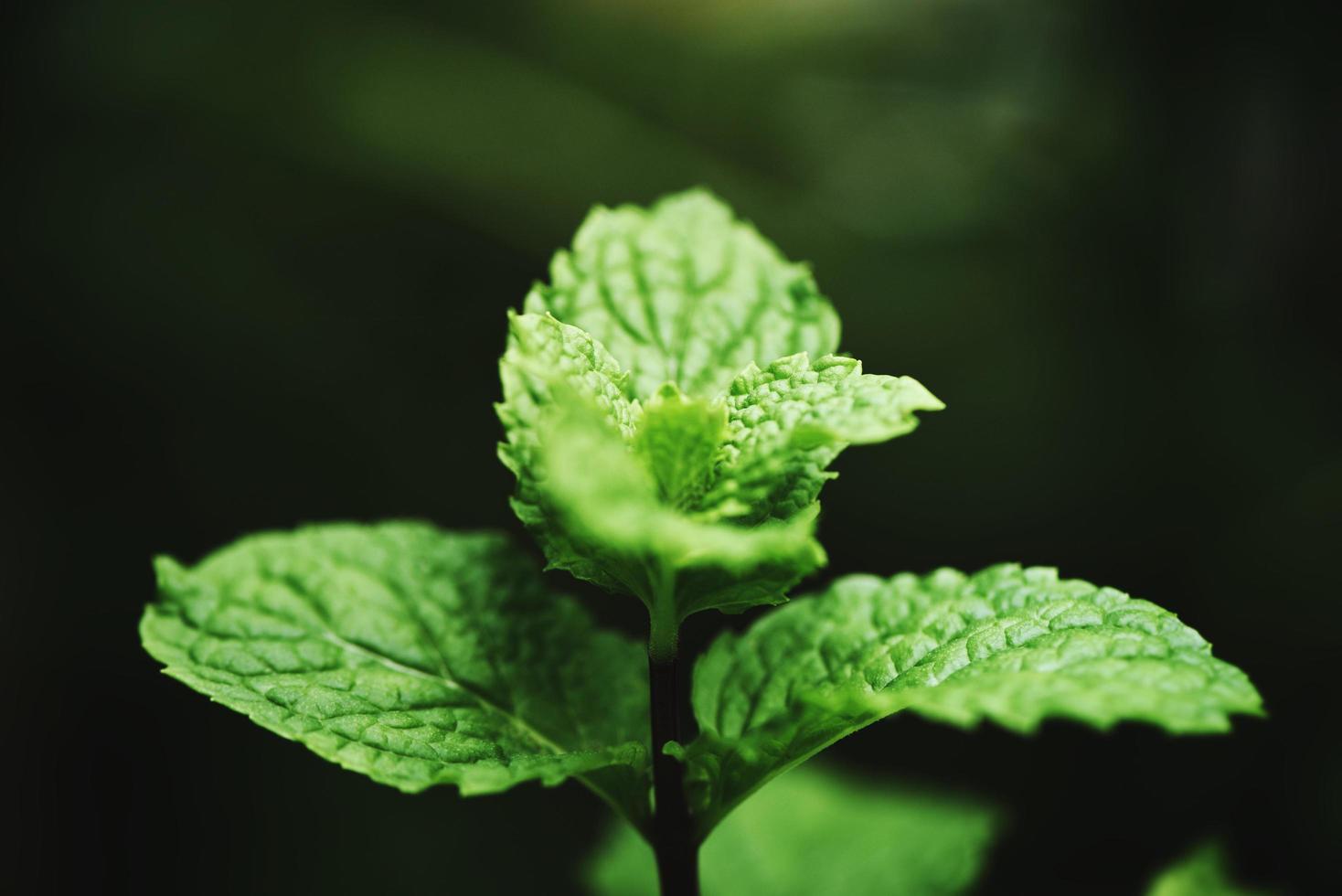 peppermint leaf in the garden dark background - Fresh mint leaves in a nature green herbs or vegetables photo