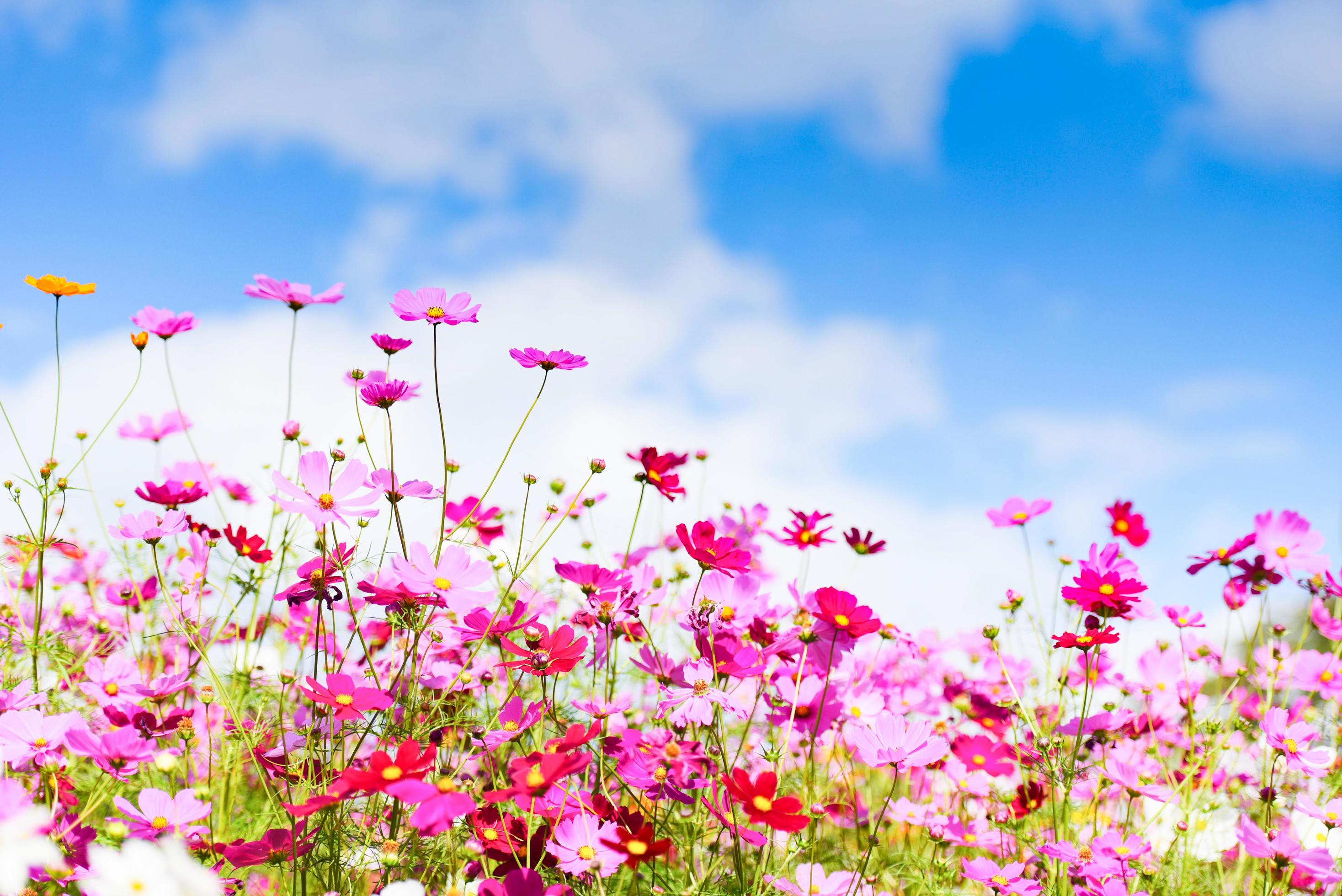 colorful pink flowers cosmos in the garden on fresh bright blue sky