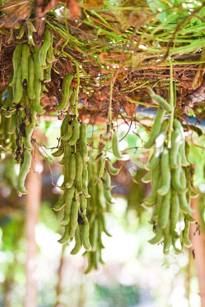 Cowhage fruit or Mucuna pruriens capitatus hanging on tree - Legminosae Papilionoideae photo