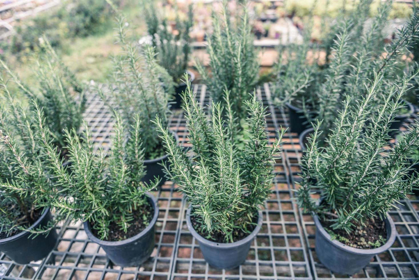 Rosemary plant growing in the garden for extracts essential oil - Fresh rosemary nature herbs in the nursery greenhouse background photo