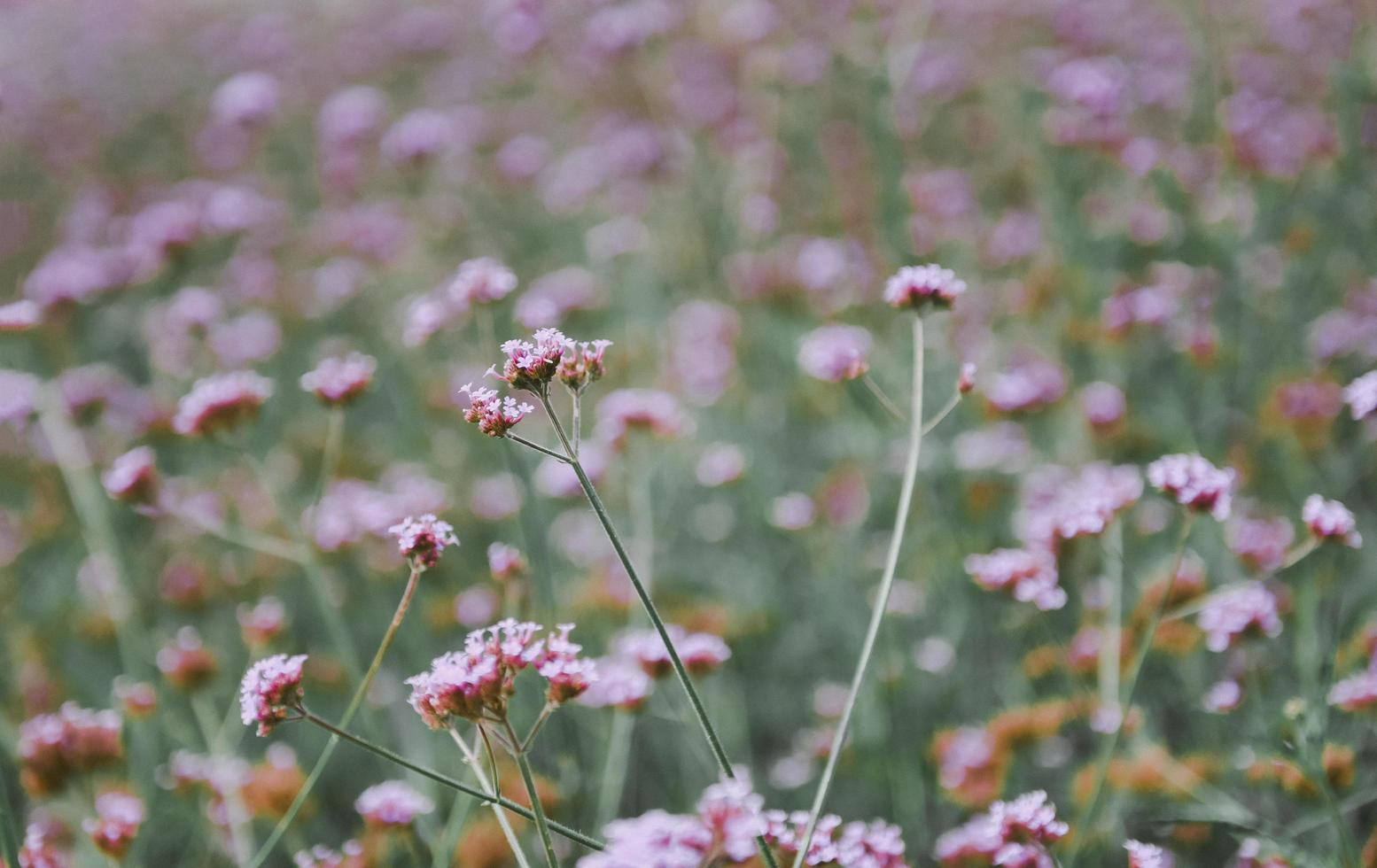 campo de hierba de flor púrpura en la naturaleza pradera botánica floración foto