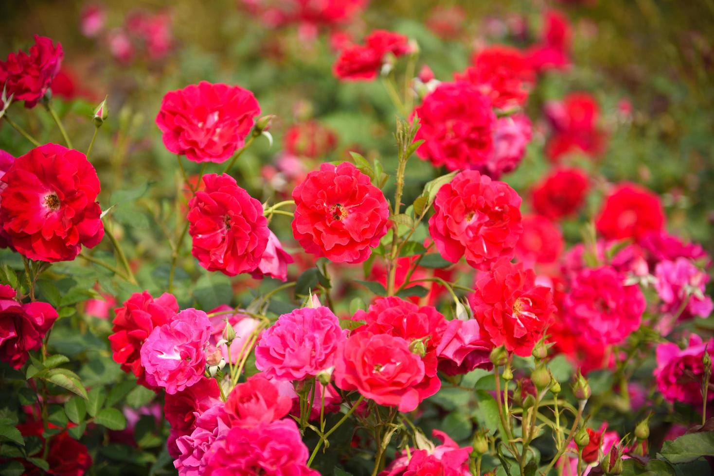 Multicolored flowers on plant tree red rose valentines day Flowerscape Bloom in the garden photo