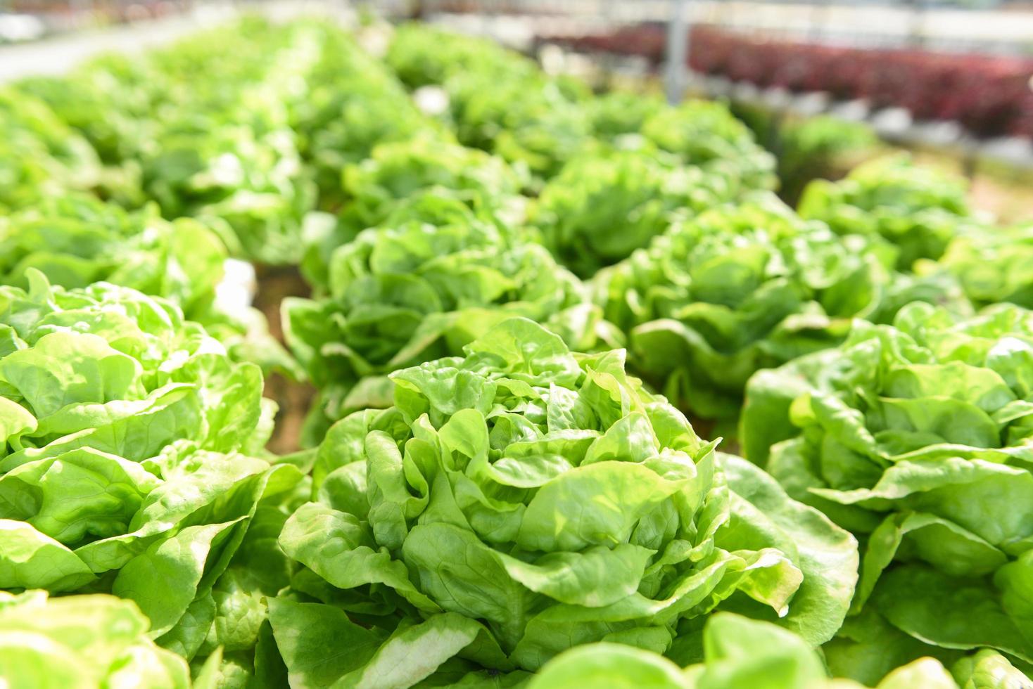 Ensalada de granja hidropónica de lechuga mantecosa plantas en agua sin suelo agricultura en el invernadero sistema hidropónico de vegetales orgánicos Ensalada de lechuga verde joven creciendo en el jardín foto