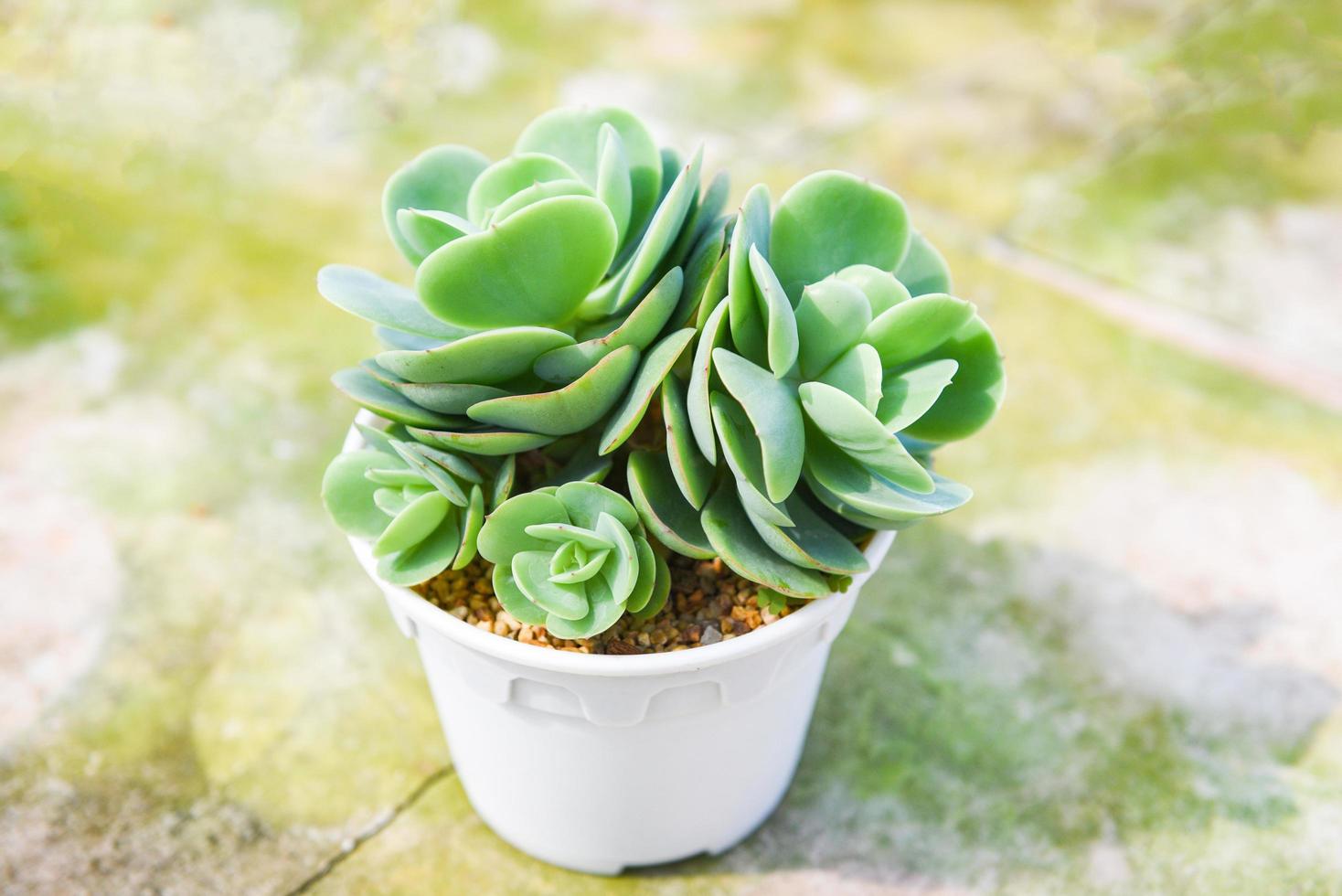 Planta suculenta en maceta para decorar en el jardín, casa o escritorio, oficina. foto