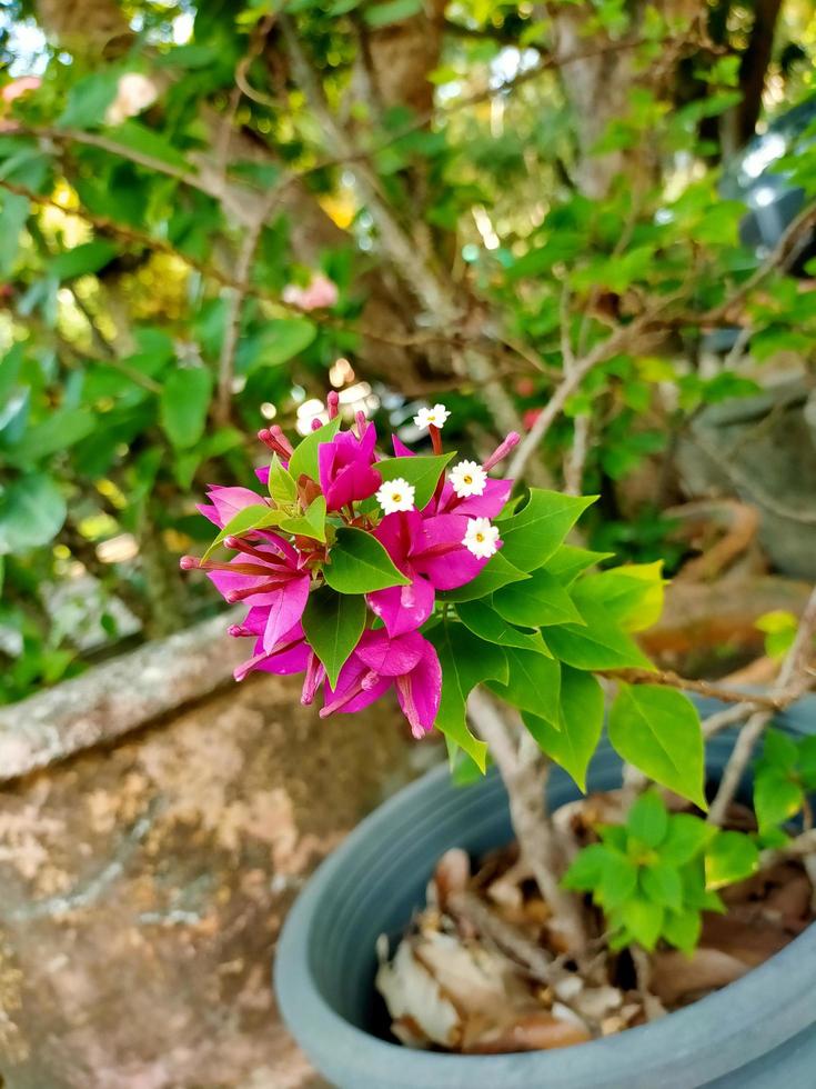 la flor flores de colores y plantas en el jardín y el bosque foto