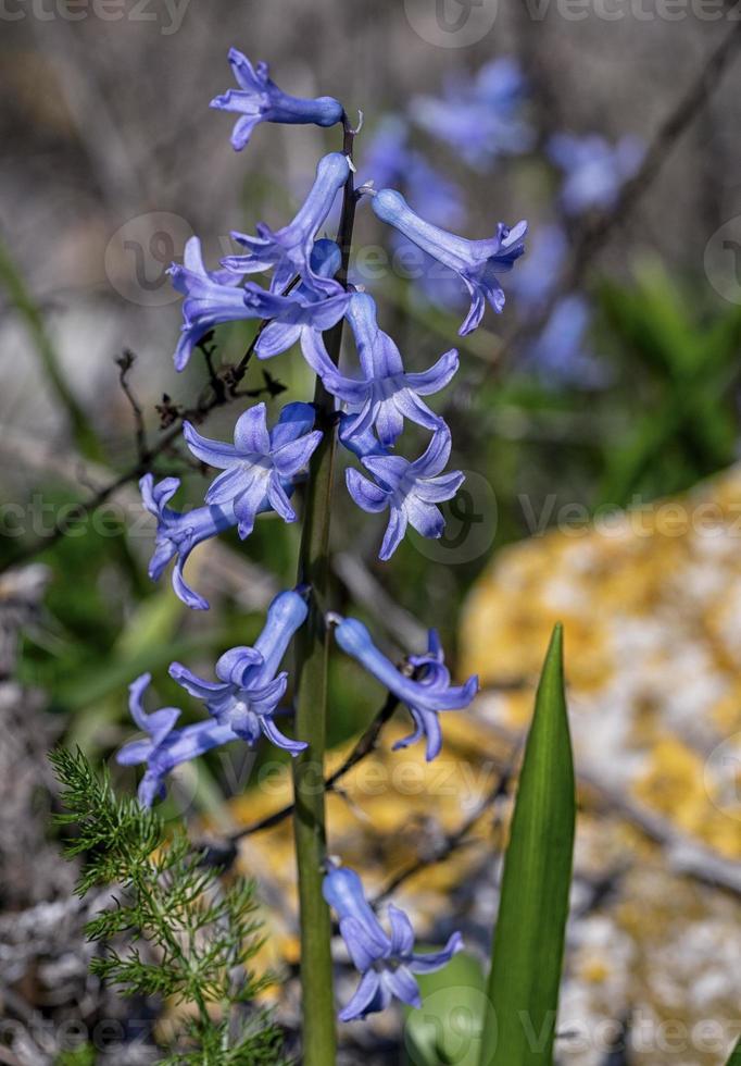 Wild Hyancinth - Hyacinthus orientalis photo