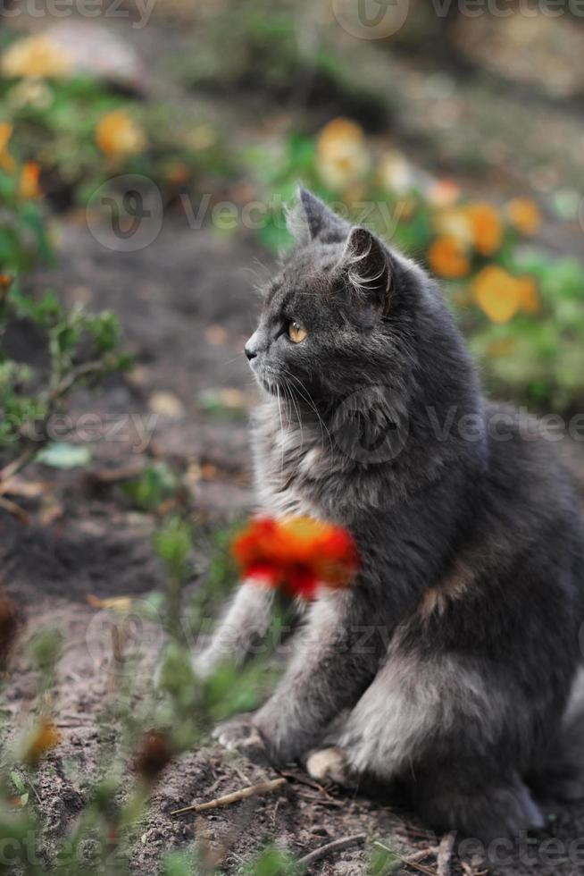 The cat looks up. Yellow-green blurry background with circles. A pet in nature. Bokeh. The village, the park. Summer. photo