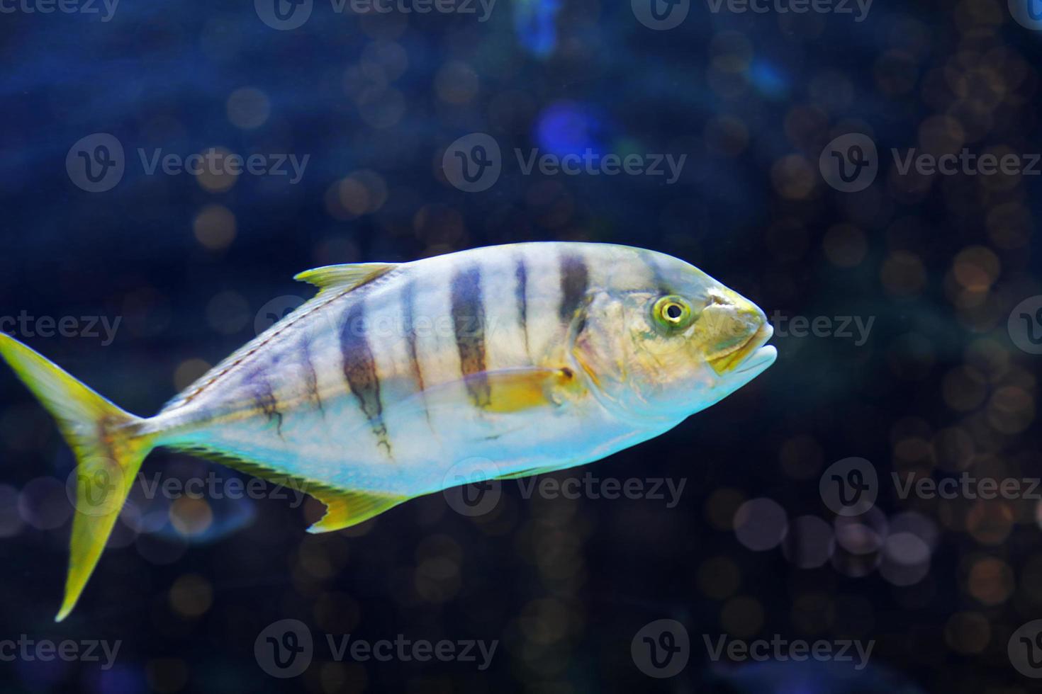 Close up of Exotic fishes in an aquarium. photo