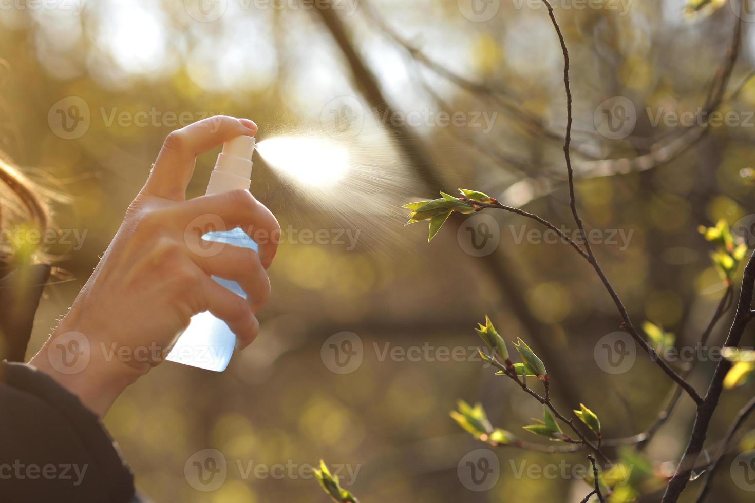 Female hands holds container and sprays tree branch with buds against bright sunlight in garden. Care and treatment of plants. selective focus photo