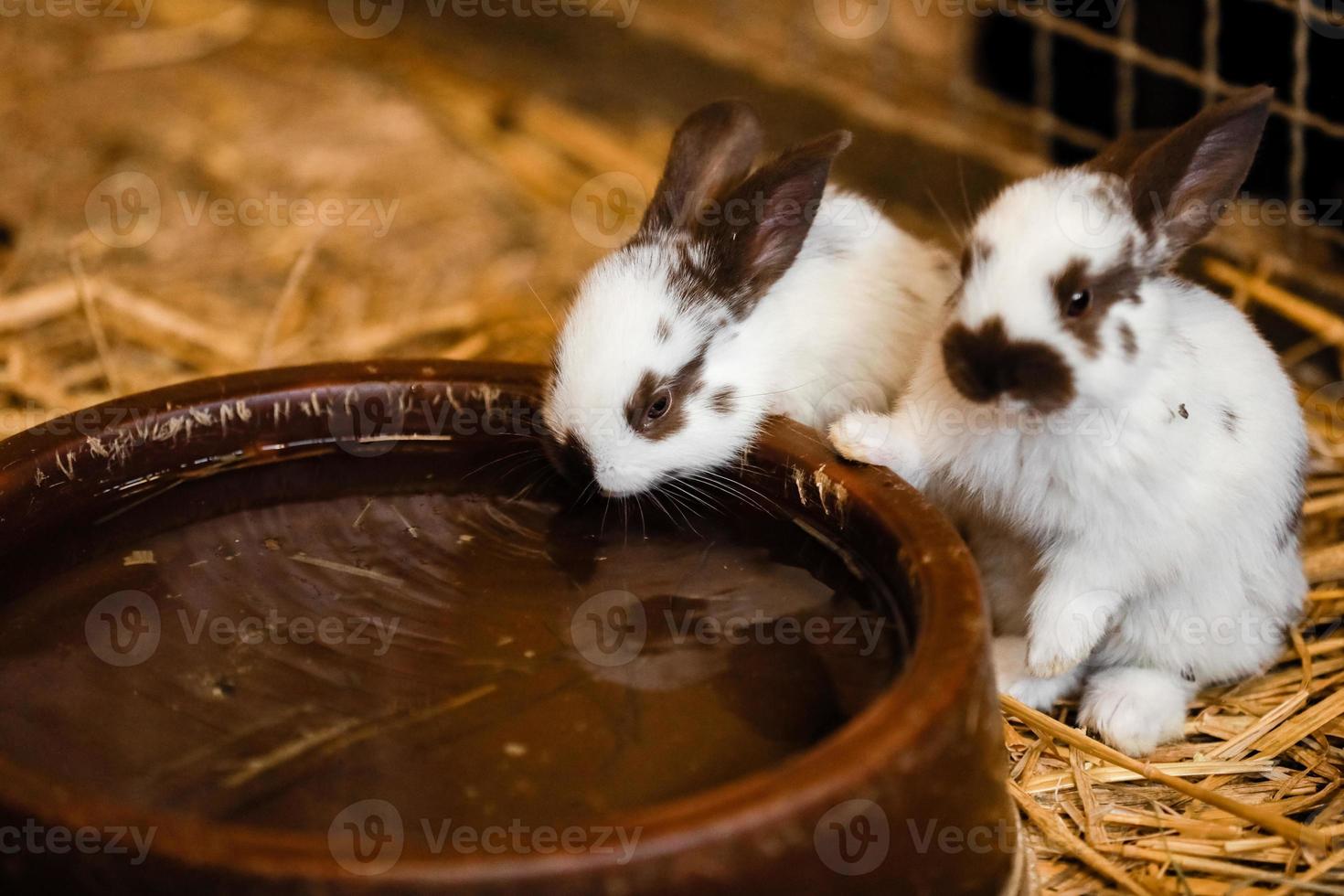 Cute white rabbit will eat water from the tray on brick floor in garden home. white rabbit drinks water. selective focus photo