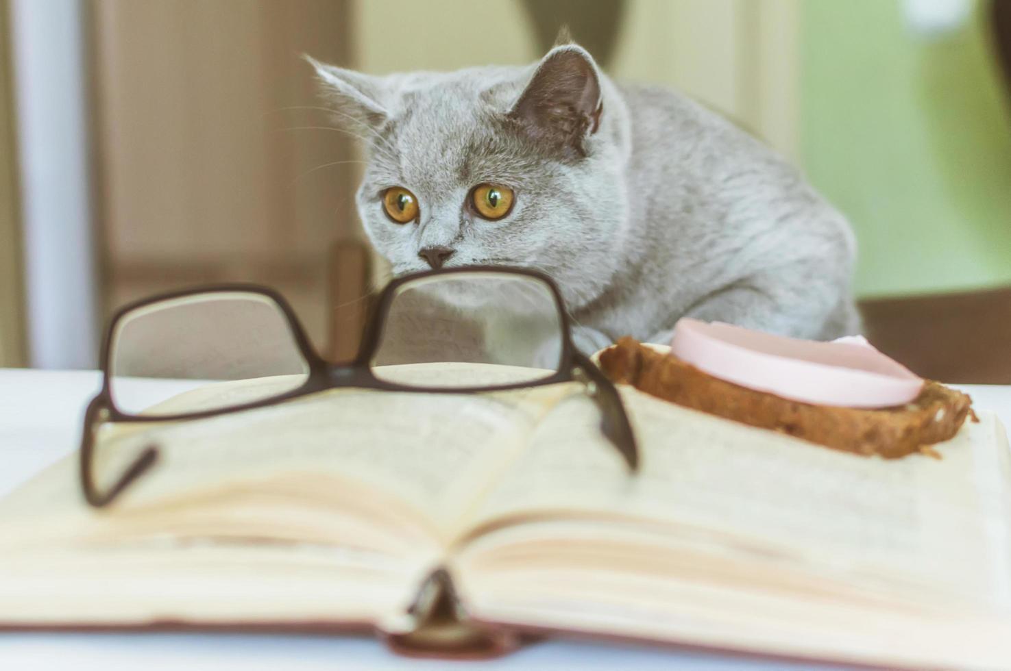 British little kitten curious crawls on a table with a book at a meal, what would steal a sausage photo