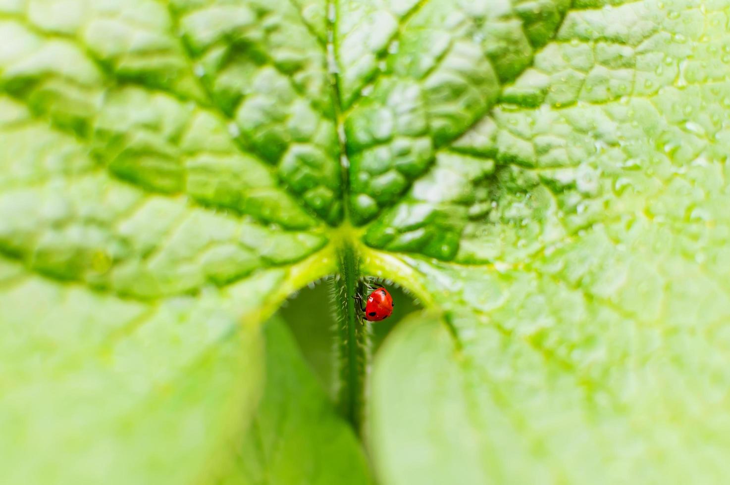 el trasero de una mariquita sobresale de una planta. macro vida de los insectos. foto