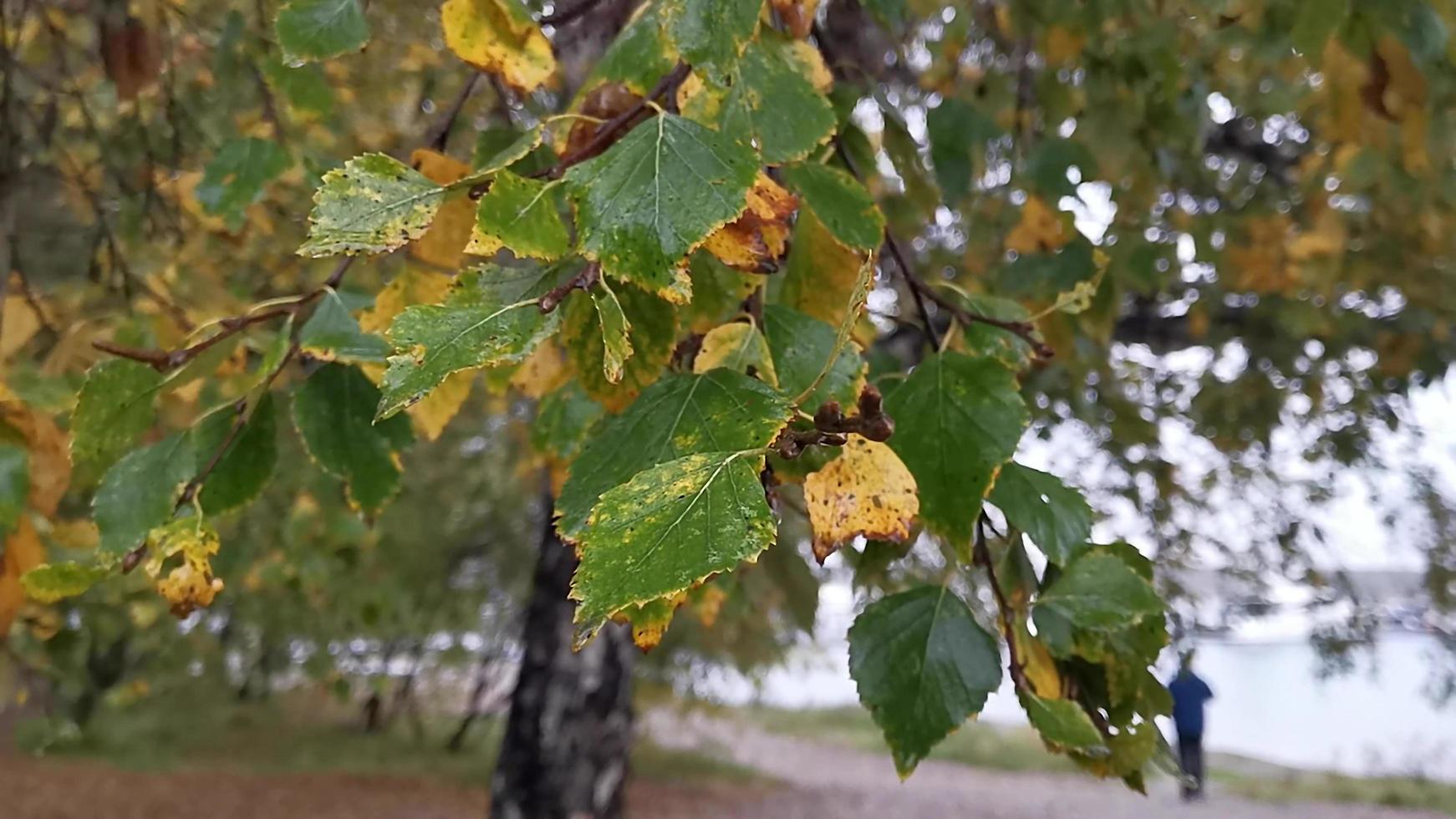 Natural background with wet leaves of trees in the Park photo