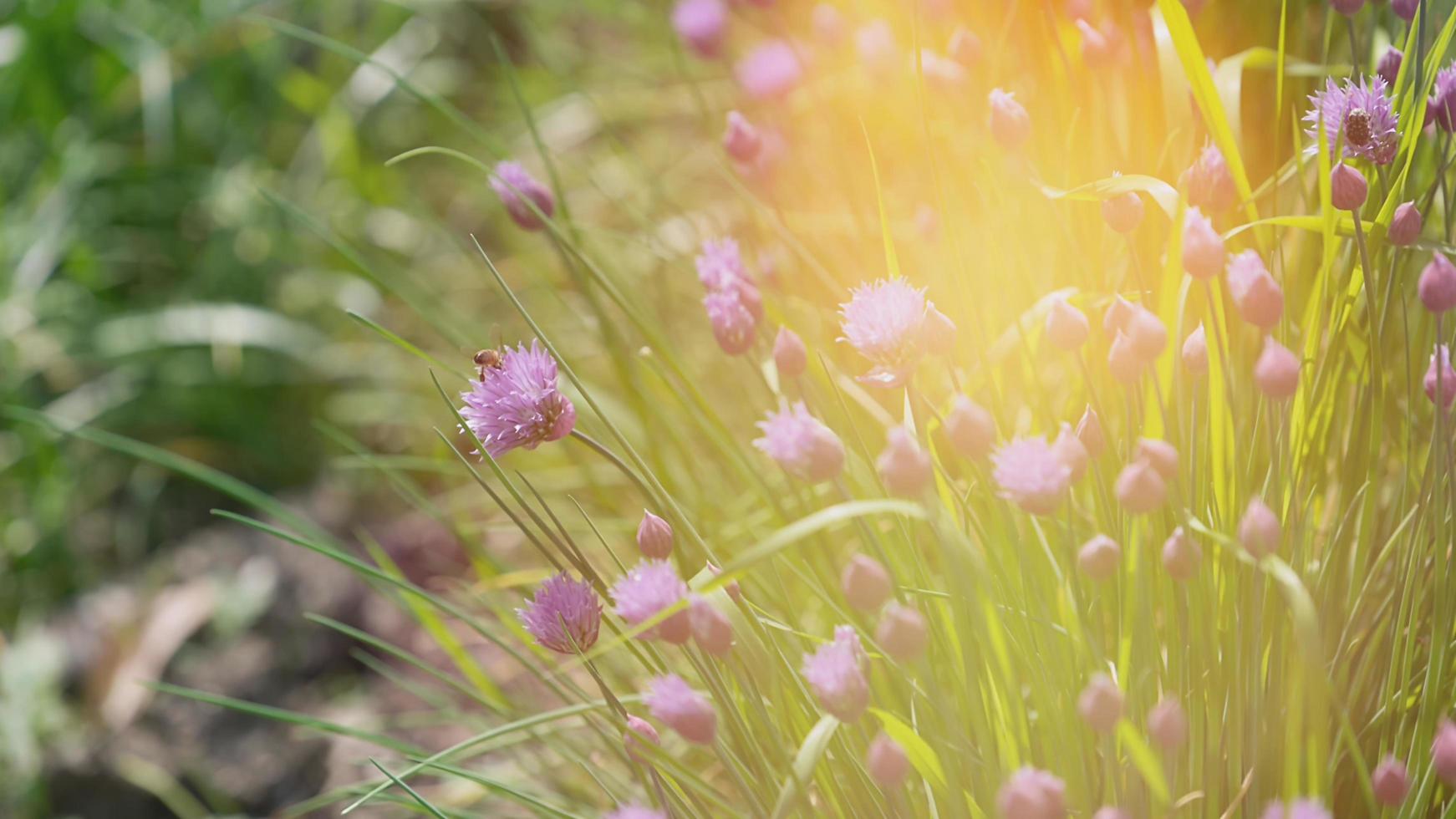 natural background with flowers and a bee photo