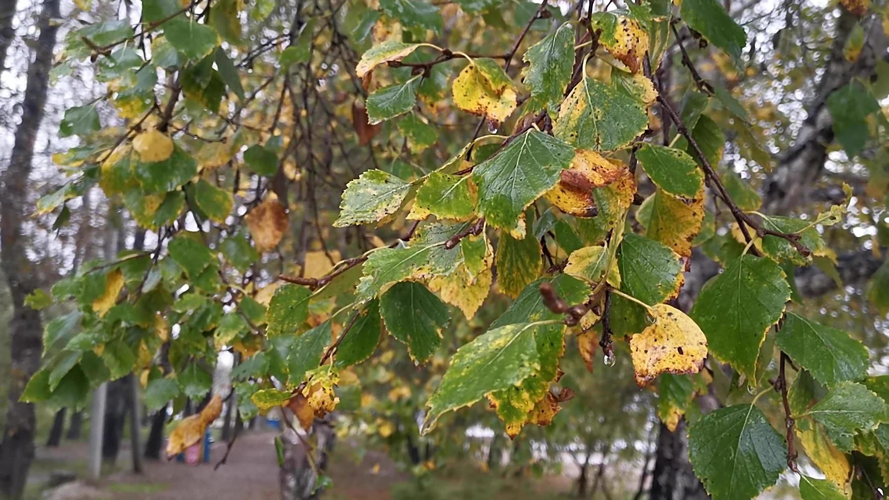 Natural background with wet leaves of trees in the Park photo