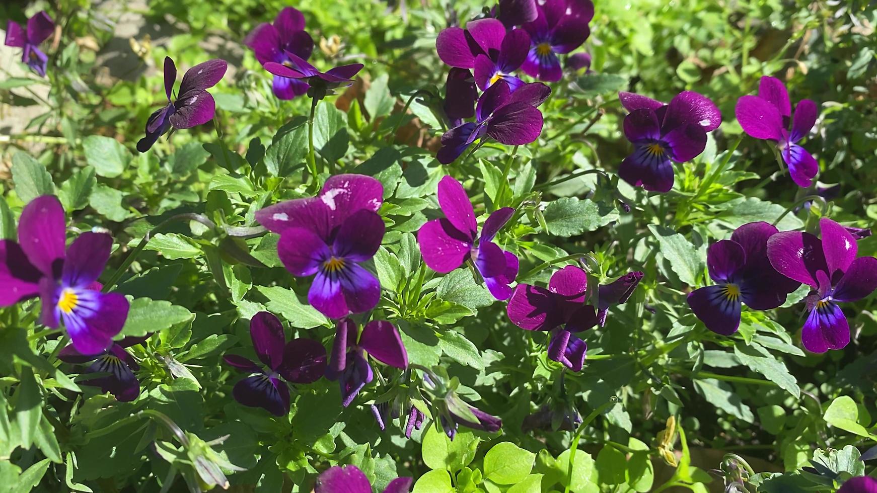 Fondo floral natural con violetas moradas. foto