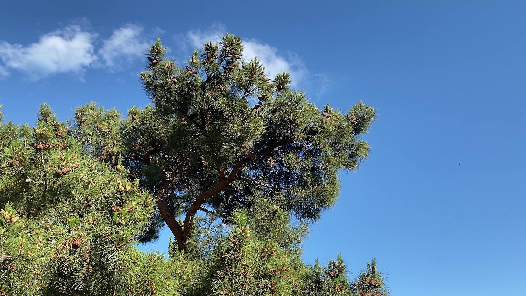 Landscape with pine trees on a blue sky background photo