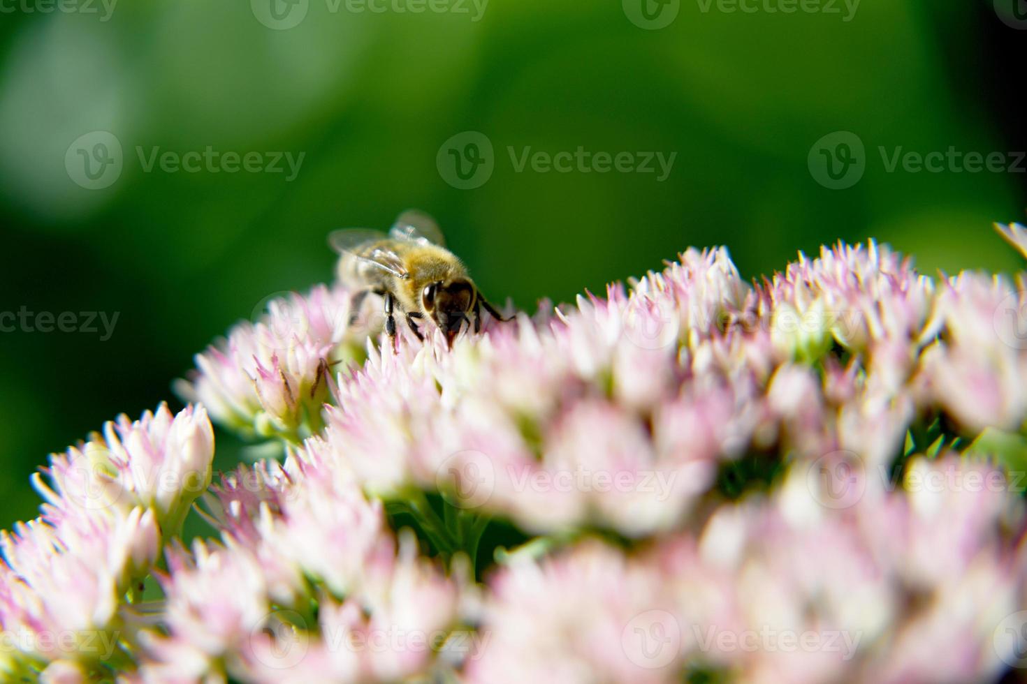 Abejas silvestres en flor con néctar que florece en el campo de campo foto