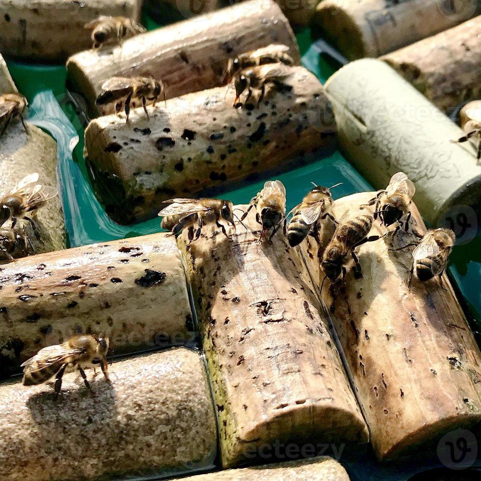 Winged domestic bees flew to watering place photo