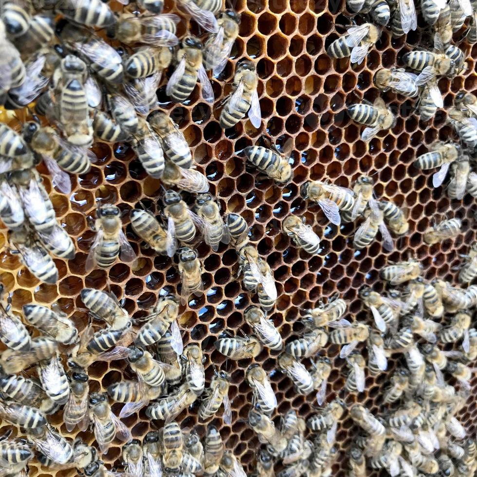 abeja alada vuela lentamente al panal recolecta néctar para miel en colmenar privado foto