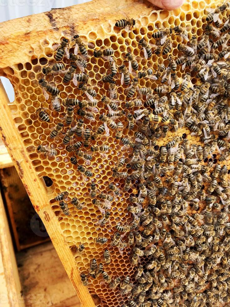 abeja alada vuela lentamente al panal recolecta néctar para miel en colmenar privado foto