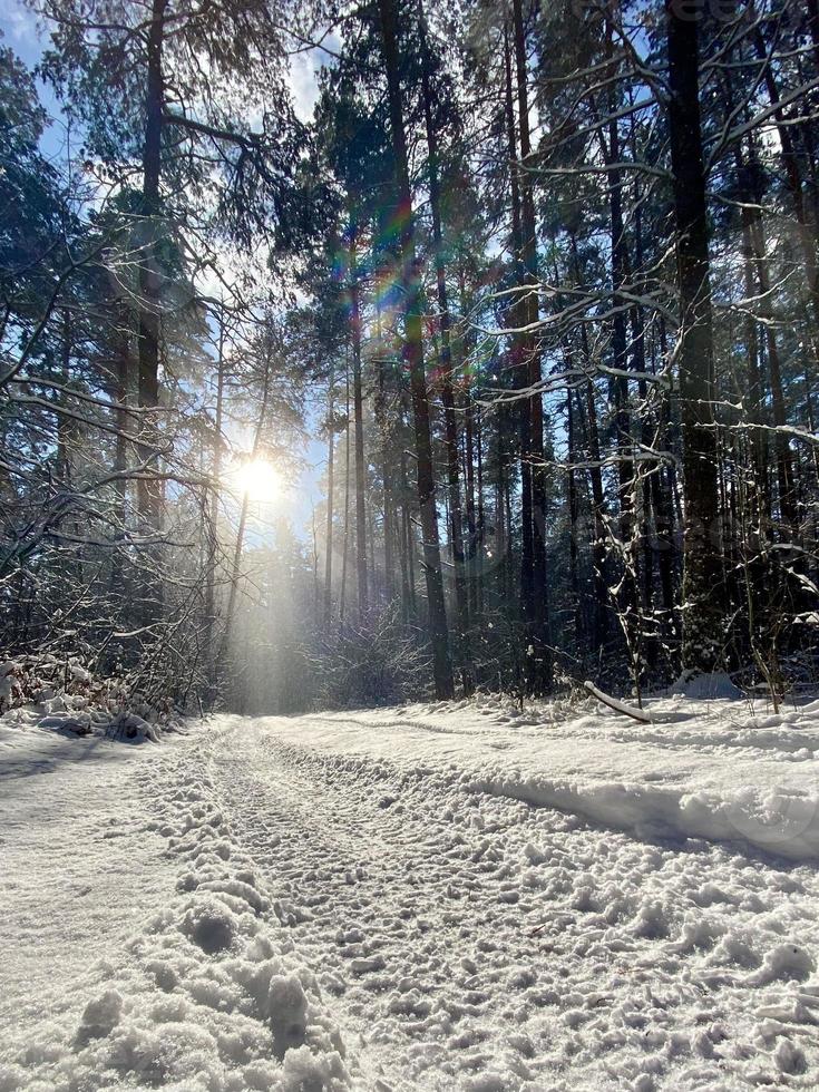 Fotografía sobre tema bosque nevado de invierno, hermosa puesta de sol brillante foto