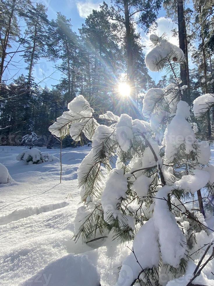 Fotografía sobre tema bosque nevado de invierno, hermosa puesta de sol brillante foto