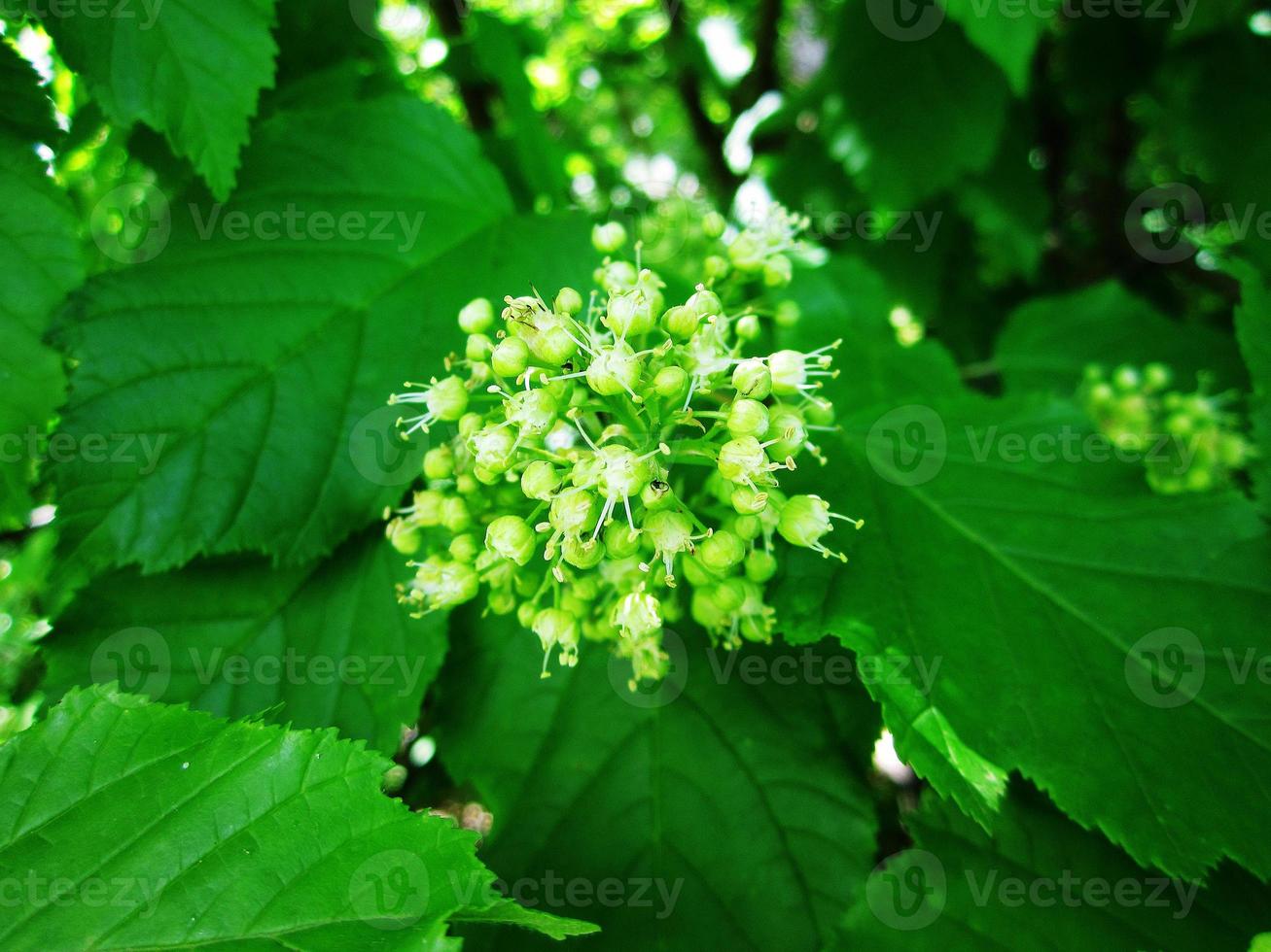 Winged bee slowly flies to the plant, collect nectar for honey photo