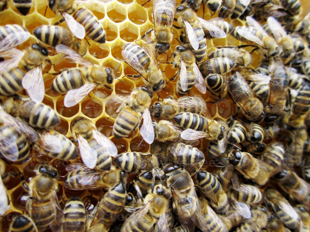 Abstract hexagon structure is honeycomb from bee hive photo