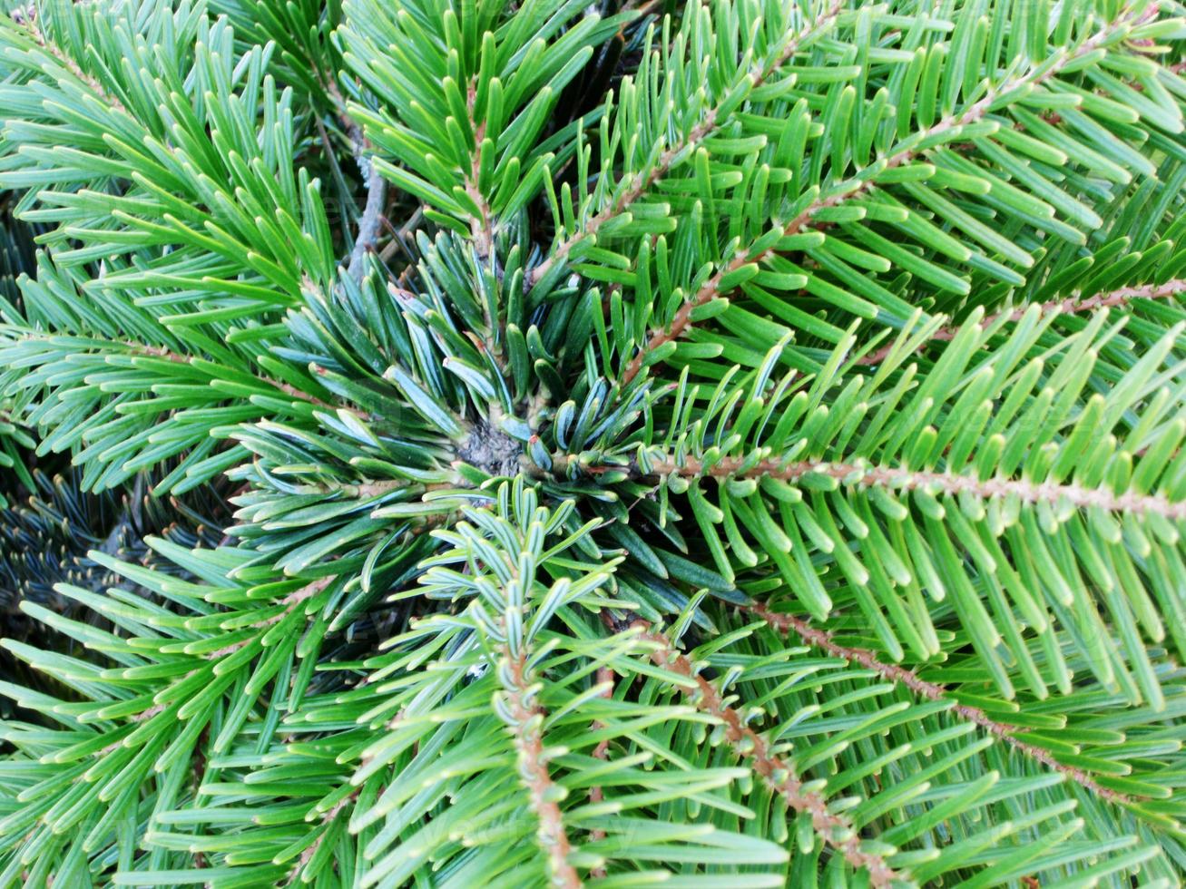 Las ramas de los árboles puntiagudos verdes son símbolo de año nuevo y navidad. foto