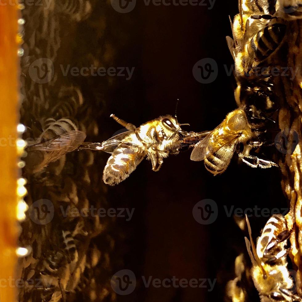 panal hexagonal natural de colmena llena de abejas foto