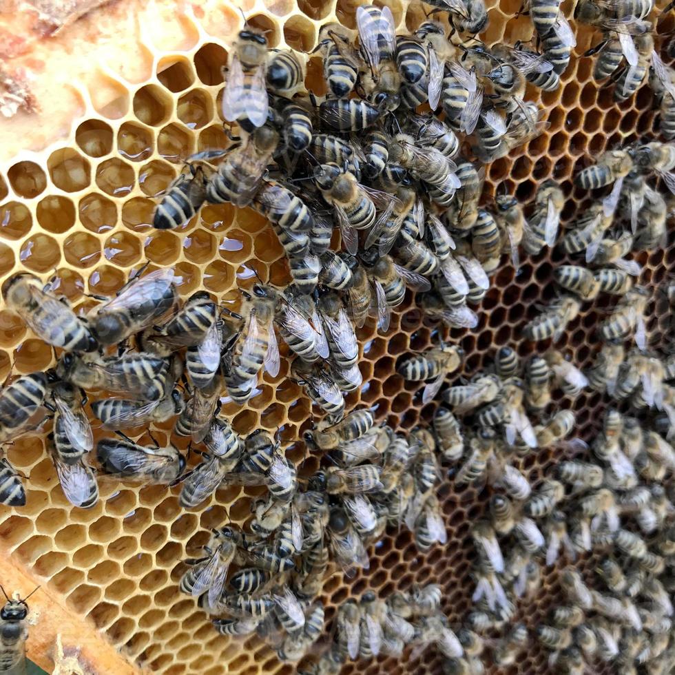 Winged bee slowly flies to honeycomb collect nectar for honey on private apiary photo