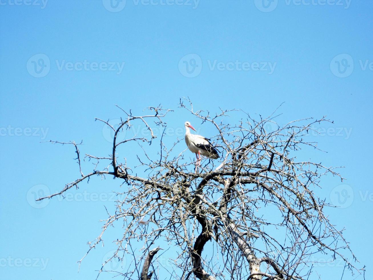 Cigüeña pájaro hermoso con alas se sienta en la rama del árbol viejo foto